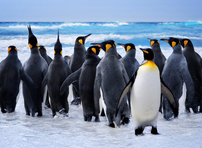 Wallpaper penguins, ocean, 8k, Animals 9844515553